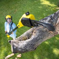 Tree and Shrub Care in Waikoloa Village, HI