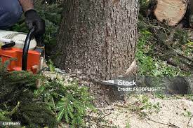 How Our Tree Care Process Works  in  Waikoloa Village, HI