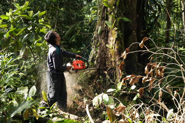 Trusted Waikoloa Village, HI Tree Care  Experts