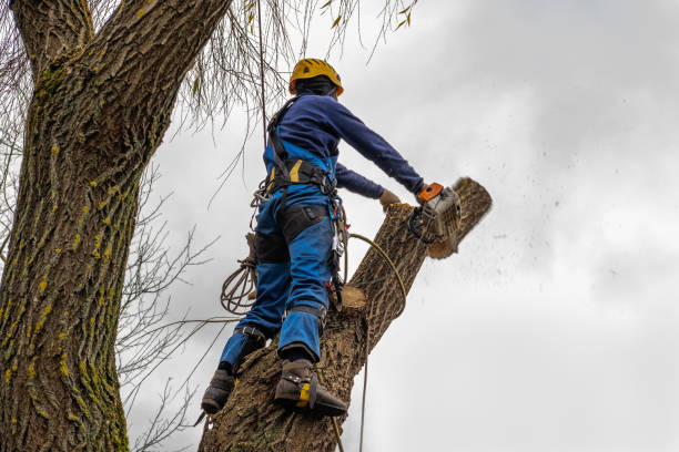 Best Tree Health Inspection  in Waikoloa Village, HI