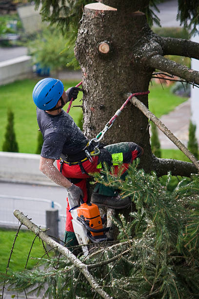 Best Utility Line Clearance  in Waikoloa Village, HI