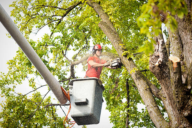 Best Tree Trimming and Pruning  in Waikoloa Village, HI